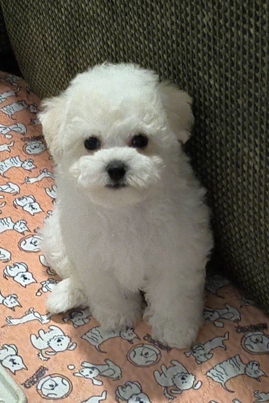 Bichon Frize, дівчинка, КСУ