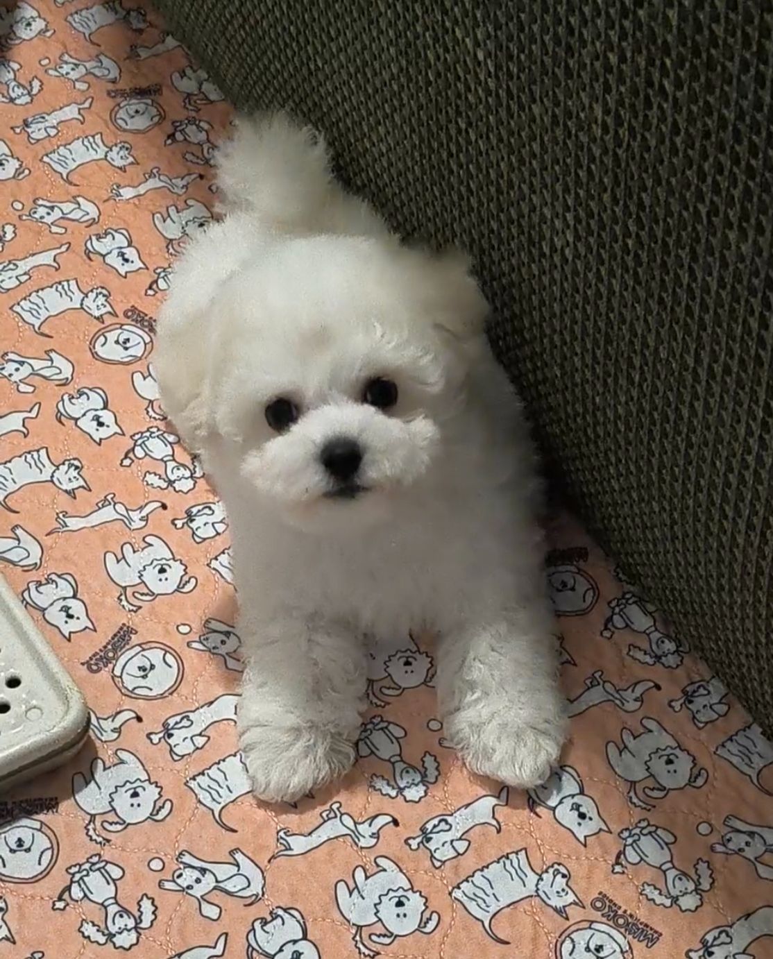 Bichon Frize, дівчинка, КСУ