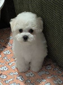 Bichon Frize, дівчинка, КСУ