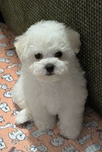 Bichon Frize, дівчинка, КСУ