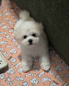 Bichon Frize, дівчинка, КСУ