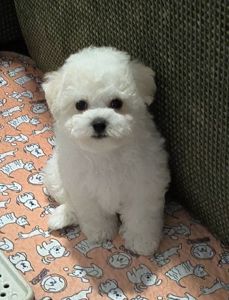 Bichon Frize, дівчинка, КСУ
