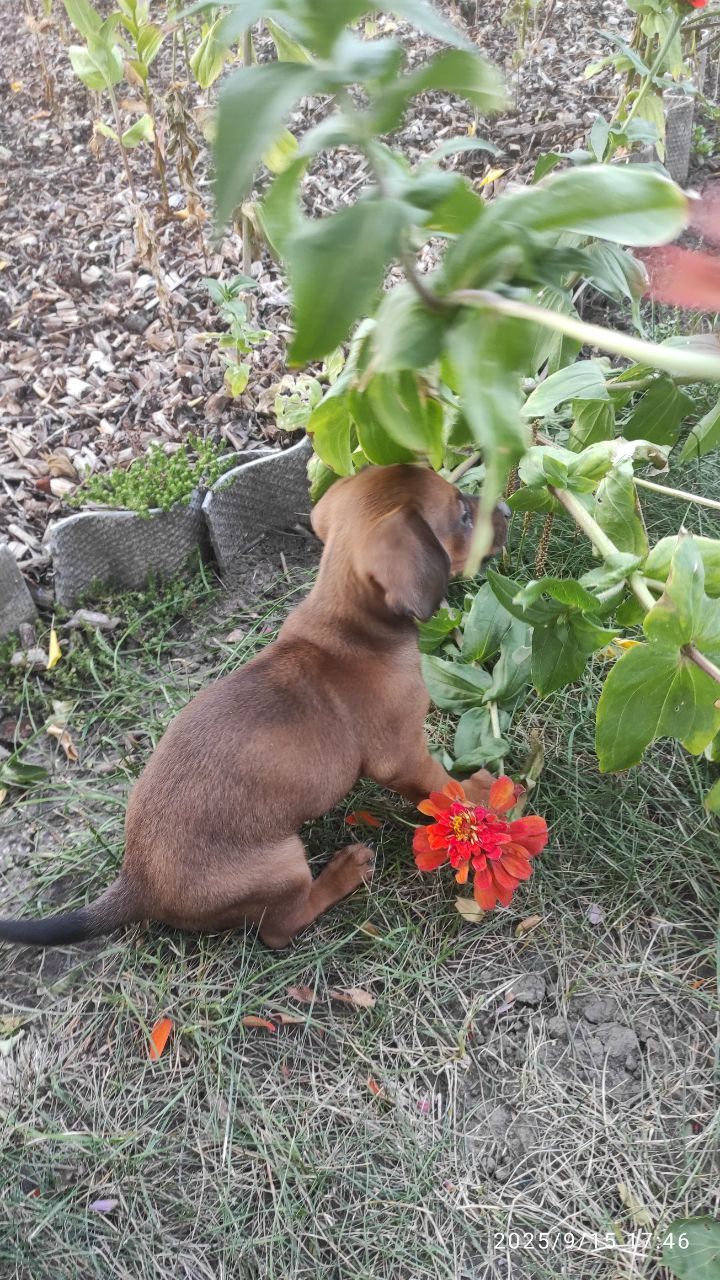 Цуценя такси