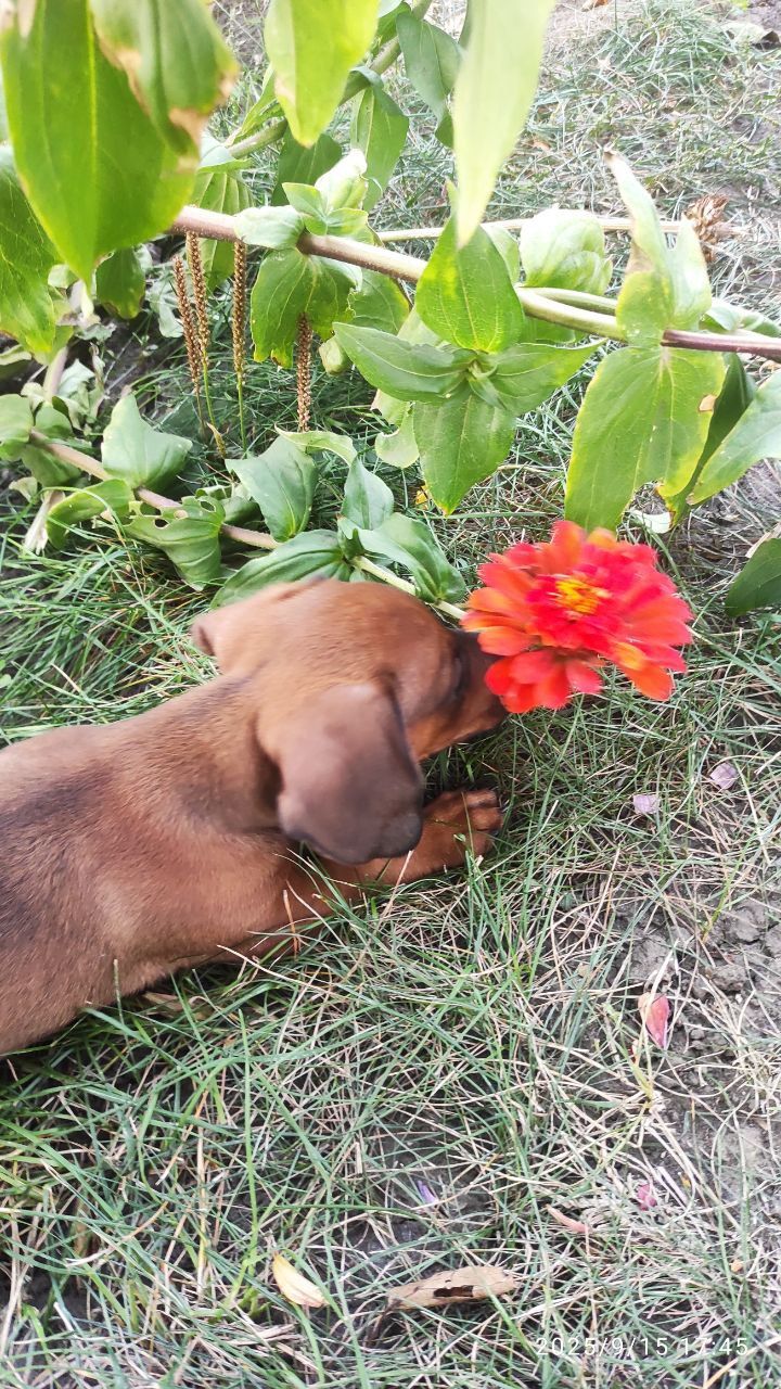 Цуценя такси