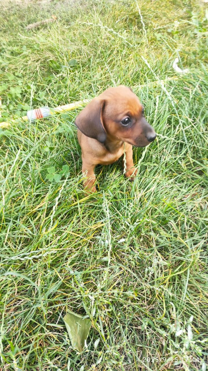 Цуценя такси