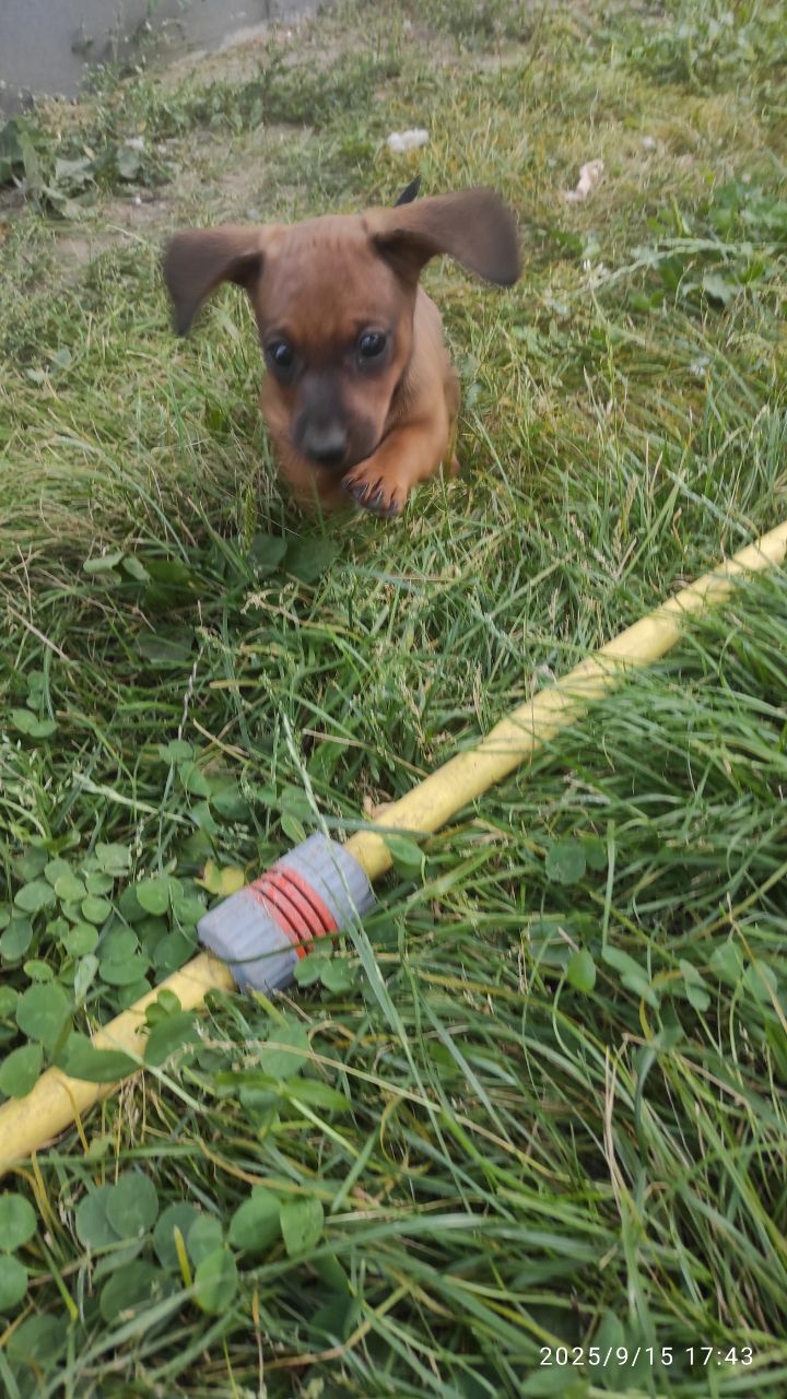 Цуценя такси