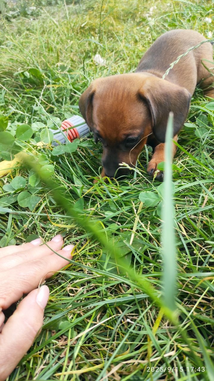 Цуценя такси