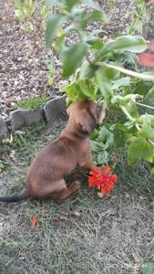 Цуценя такси