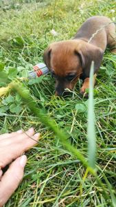 Цуценя такси