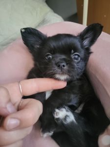 Мальчик чихуахуа