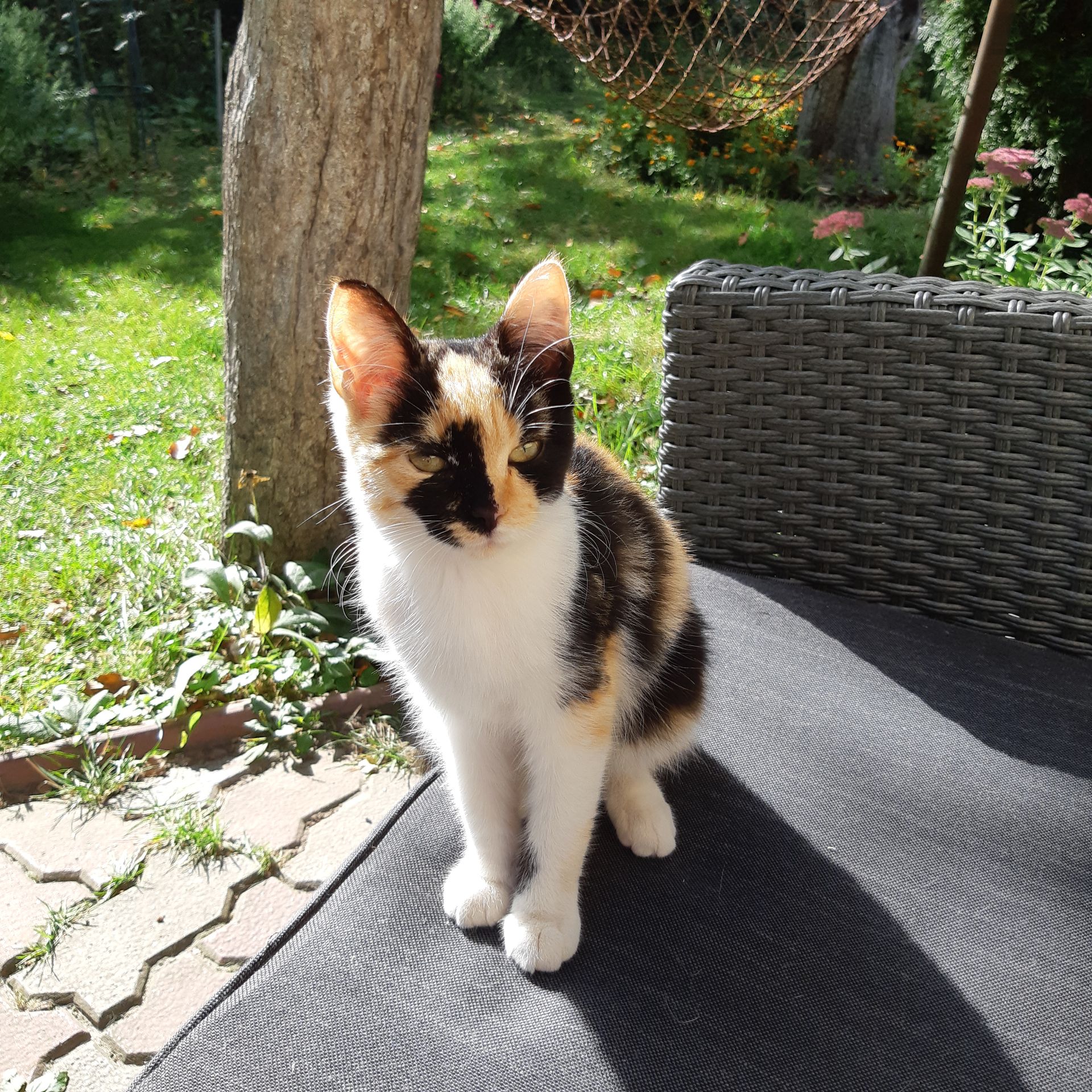 Кошечка