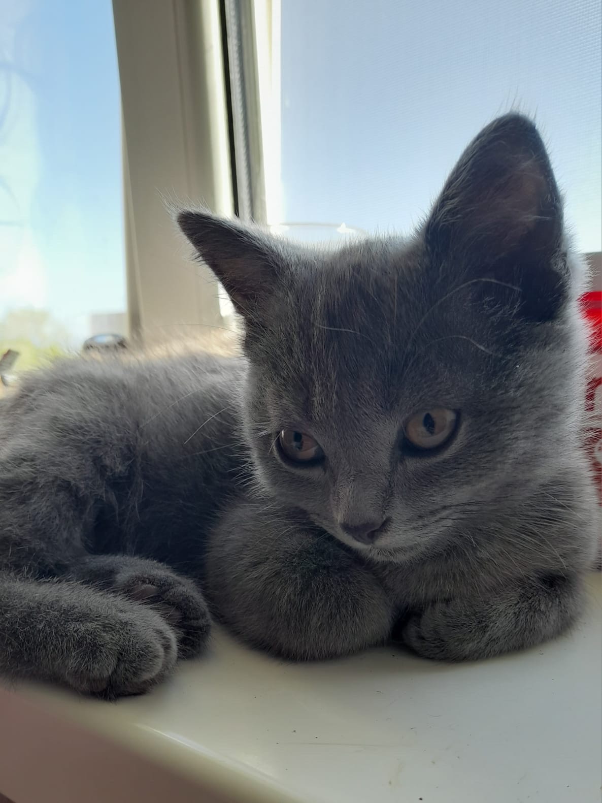 Скотіш Страйт