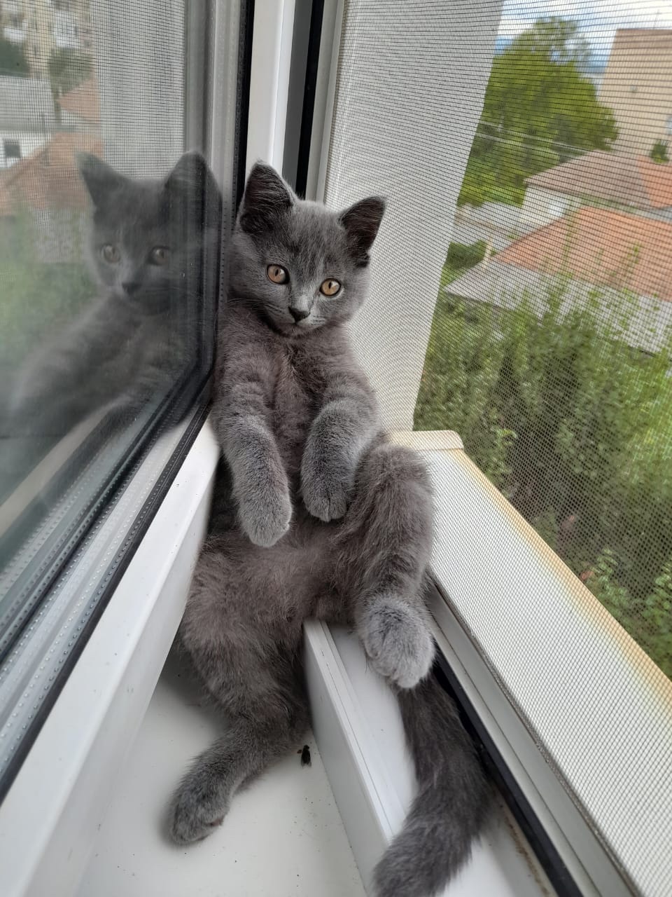 Скотіш Страйт