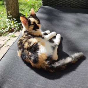 Кошечка