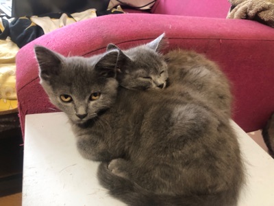 Скотіш Страйт