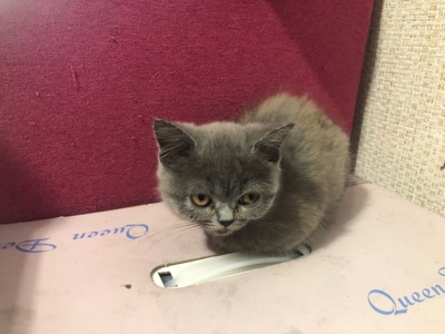Скотіш Страйт