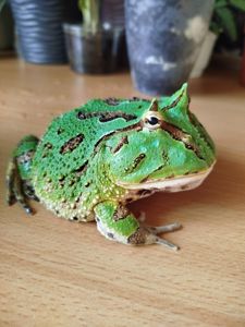 Лягушка рогатка