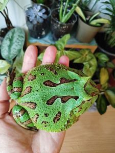 Лягушка рогатка