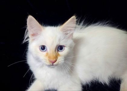Очень пушистый котенок (невская маскарадная ред поинт). Мальчик. 3 мес.