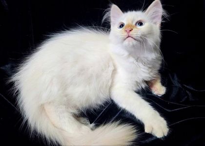 Очень пушистый котенок (невская маскарадная ред поинт). Мальчик. 3 мес.