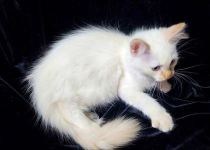 Очень пушистый котенок (невская маскарадная ред поинт). Мальчик. 3 мес.