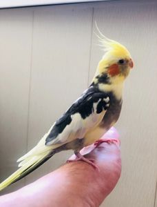 Продам пташенят корелли!