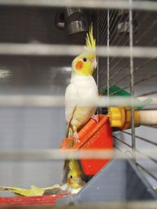 Продам пташенят корелли!