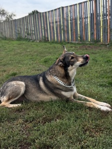 Арчі собака 35 кг