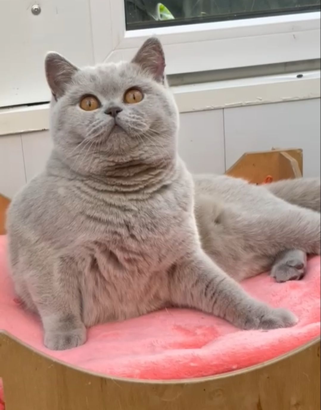 Британская кошка