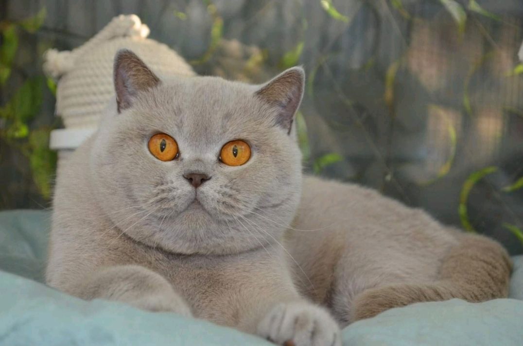 Британская кошка