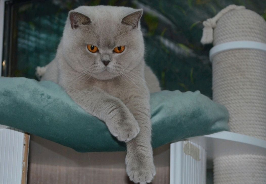Британская кошка
