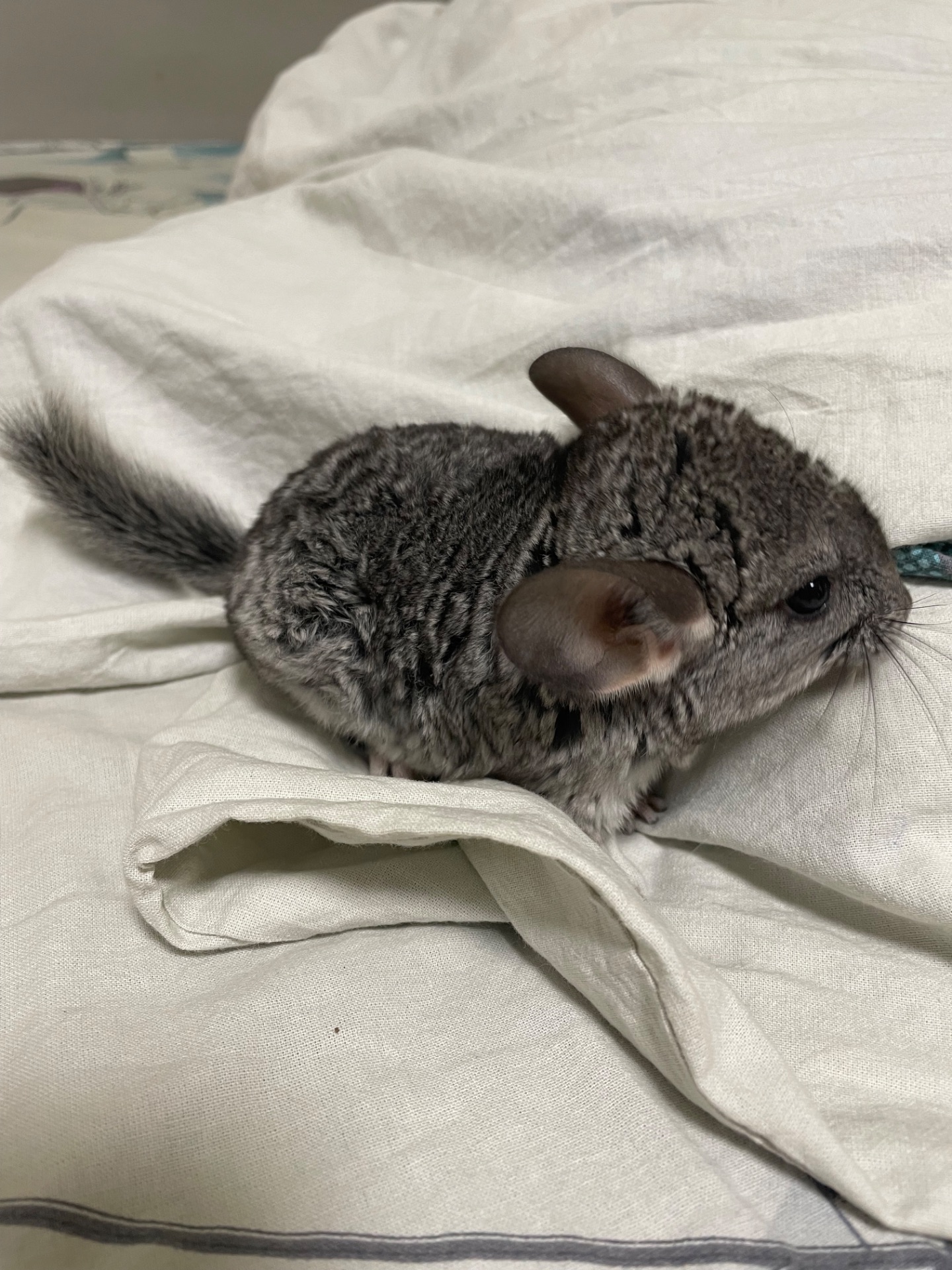 Шиншила дівчинка