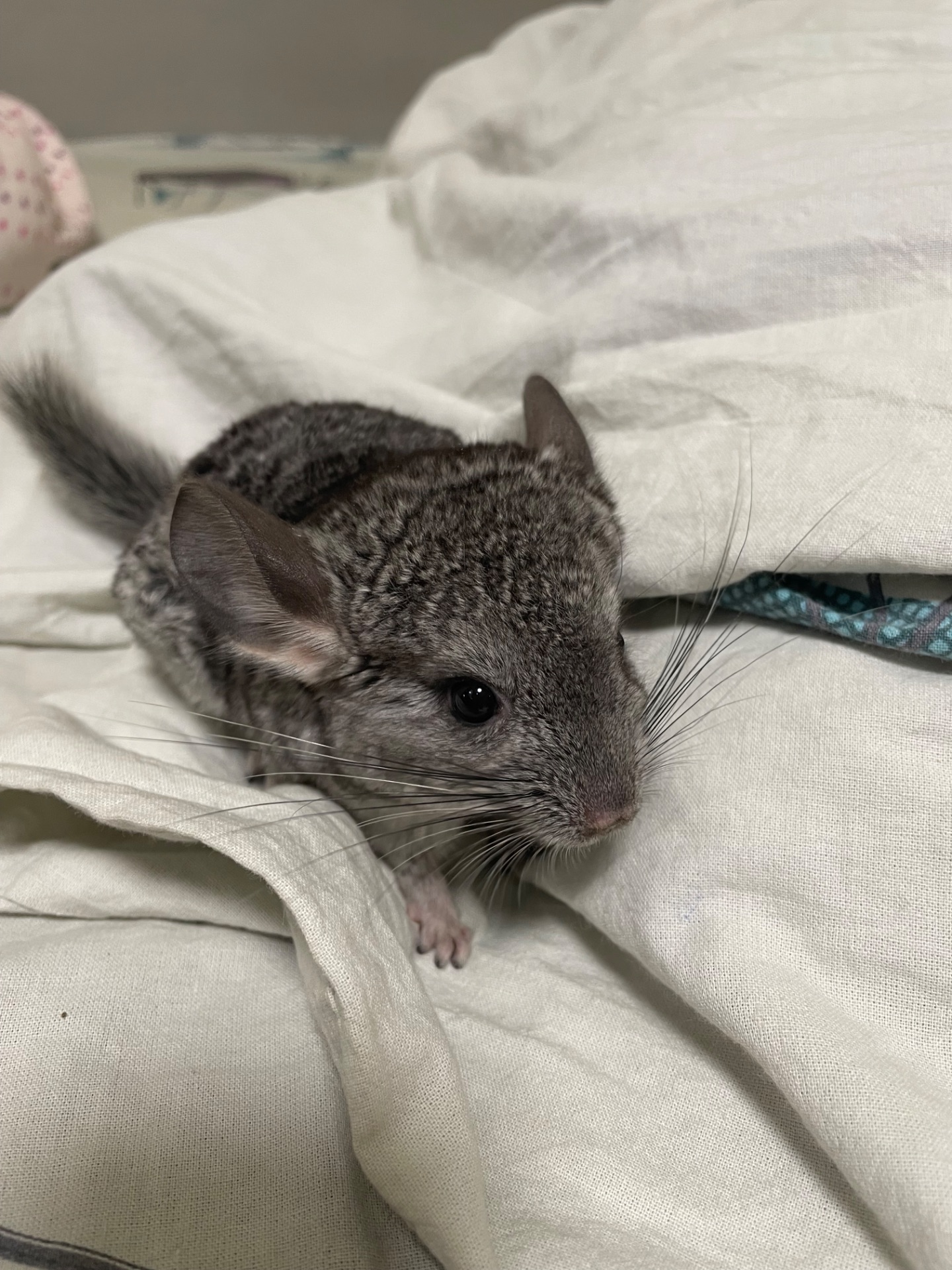 Шиншила дівчинка