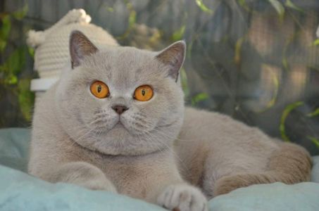 Британская кошка