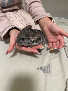 Шиншила дівчинка