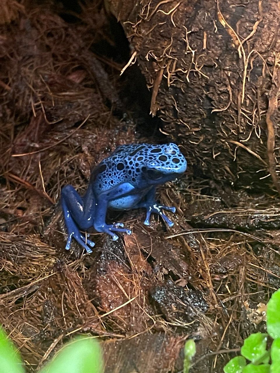 Dendrobates azureus. Голубой древолаз