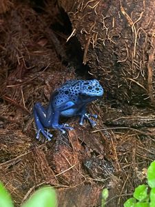 Dendrobates azureus. Голубой древолаз