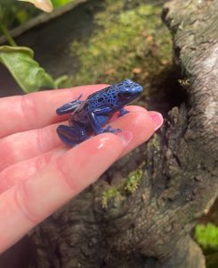 Dendrobates azureus. Голубой древолаз