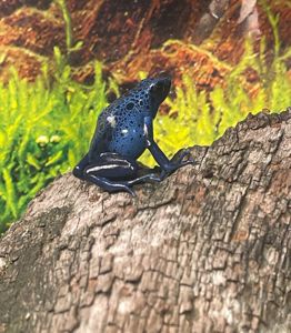 Dendrobates azureus. Голубой древолаз