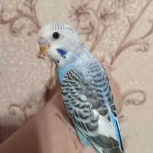 Хвилястий папуга