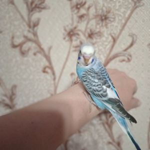 Хвилястий папуга