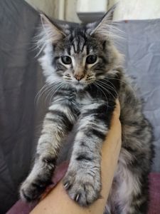 Мейн Кун котята девочки и мальчики