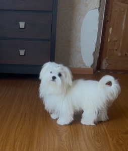 Хлопчик мальтезе инь янь