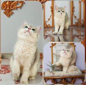 Золота шиншилла