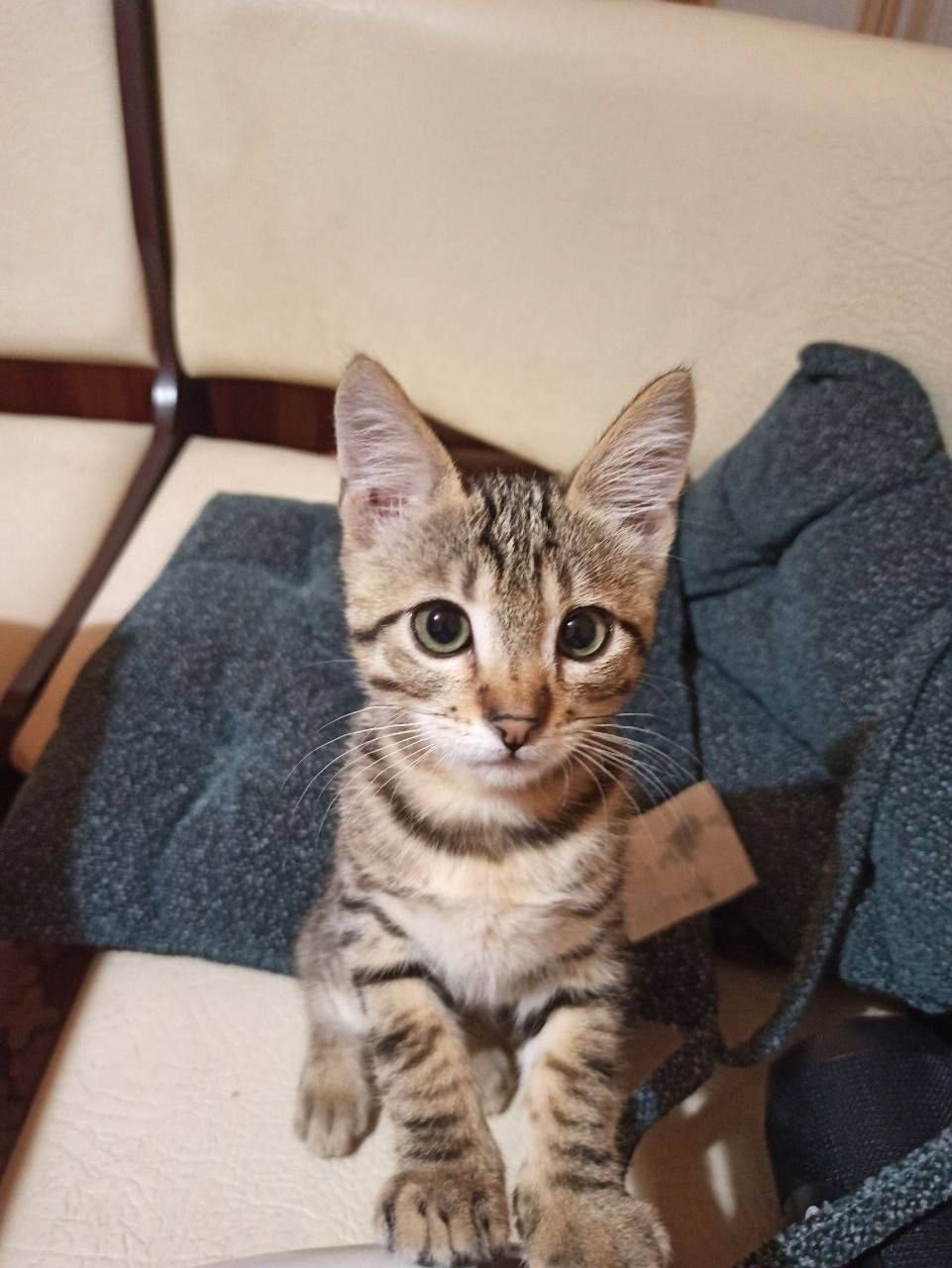 Котик