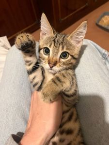 Котик