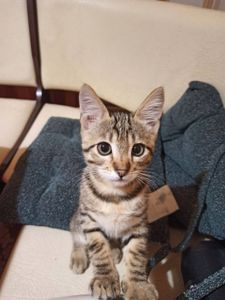 Котик