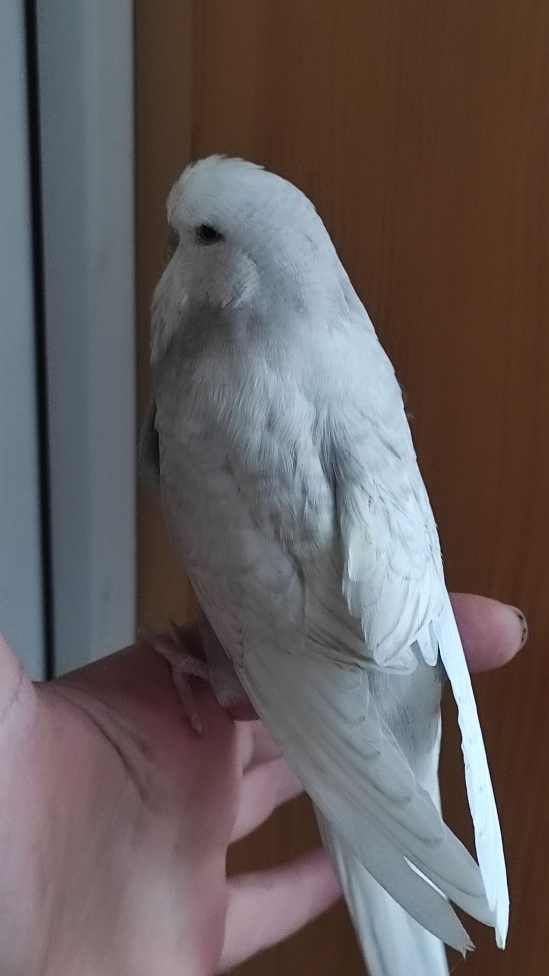 Самка чешка