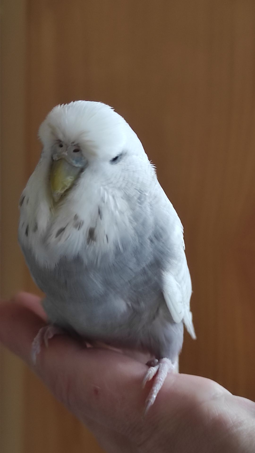 Самка чешка