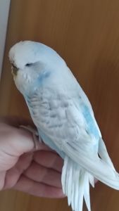 Самка чешка